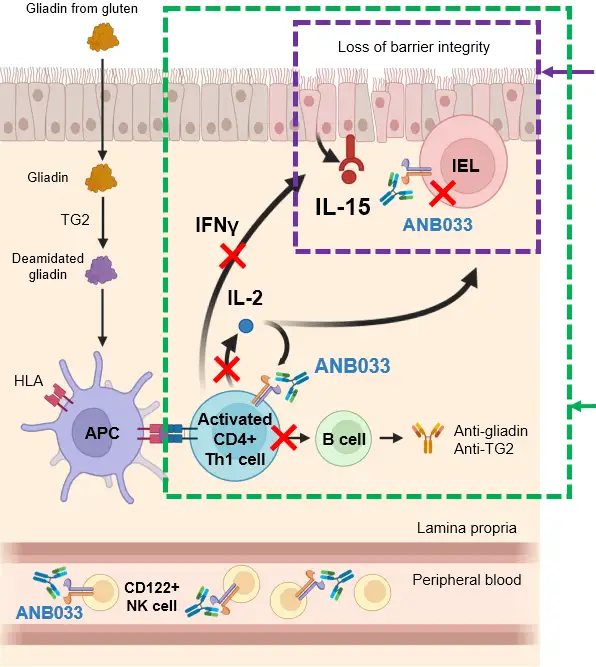 graphic related to Celiac disease